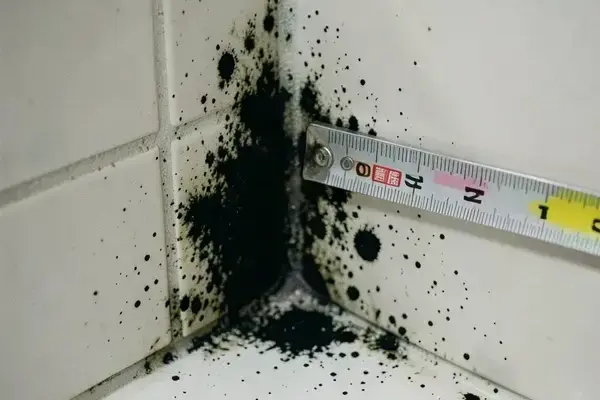 カビ除去